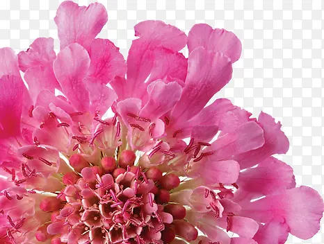 粉色盛开完整康乃馨花朵