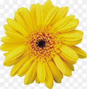 黄色完整鲜艳花朵鲜花
