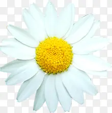 白色唯美盛开完整花朵
