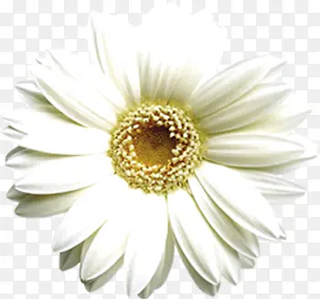 白色唯美完整花朵
