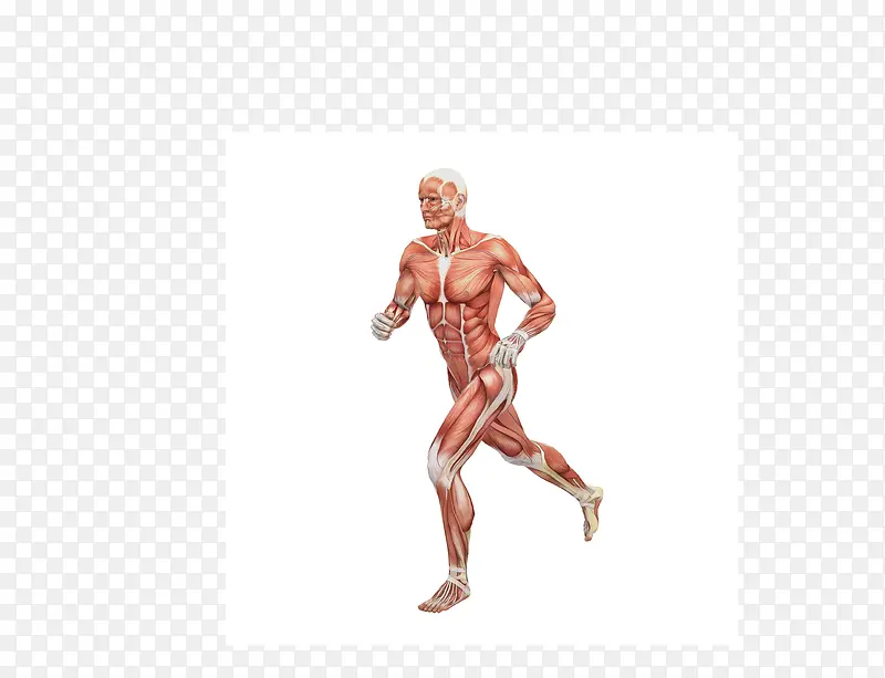矢量男性人体肌肉组织高清图片