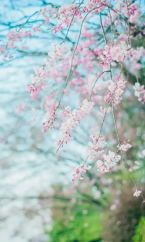 春天的粉色樱花海报背景