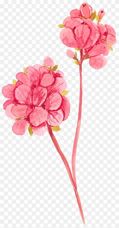 粉红色花朵手绘插画