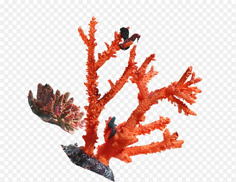 海底珊瑚装饰图案