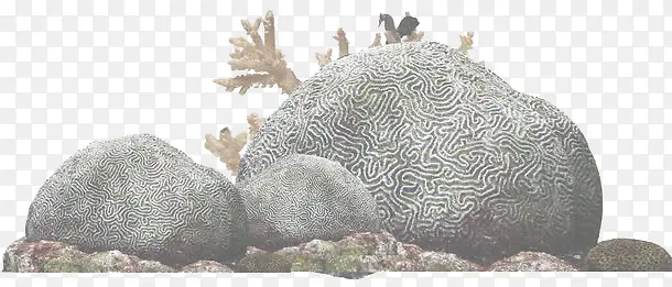 海底珊瑚石头