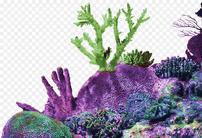 紫色简约珊瑚装饰图案