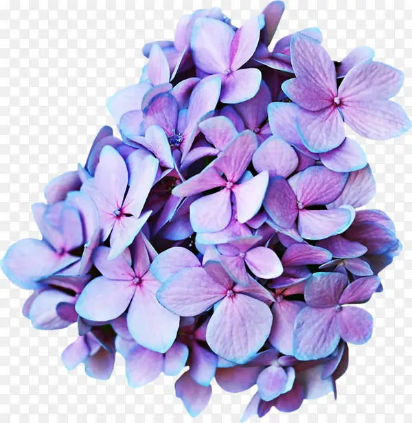紫色叶子