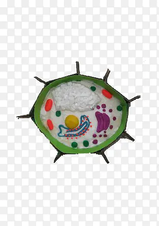 生物细胞平面图模型