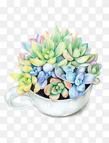 茶杯植物