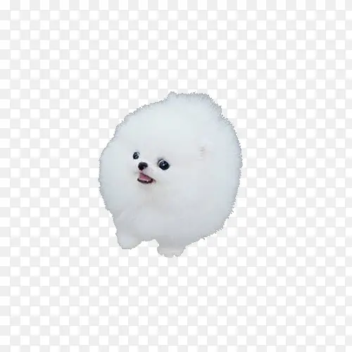 白色博美犬