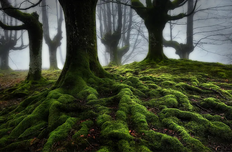 神秘森林迷雾壁纸