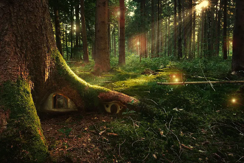 阳光透进神秘的森林