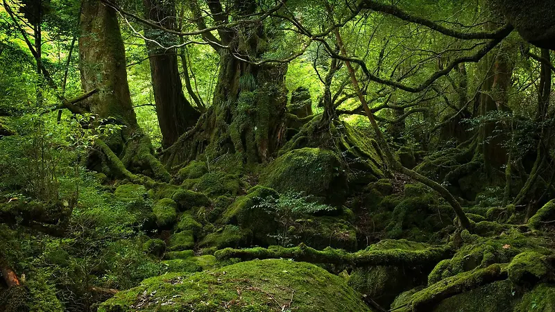 神秘绿色森林大树