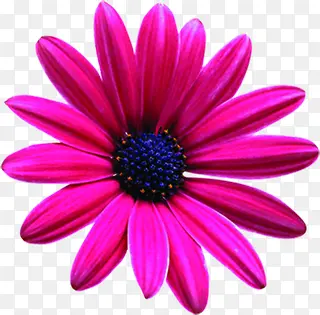 紫色手绘花朵唯美美景装饰