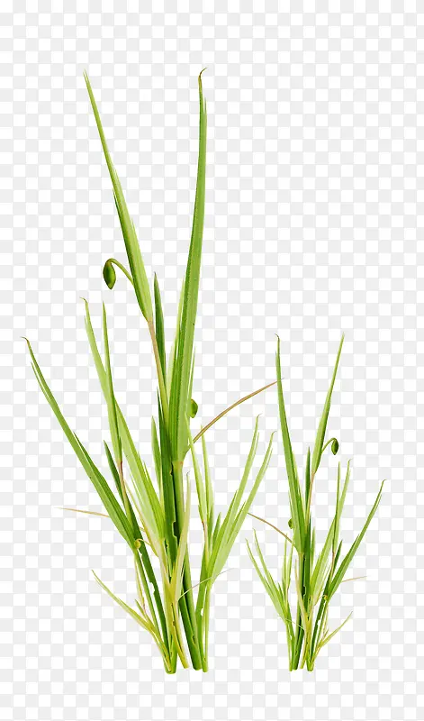 稻草 植株