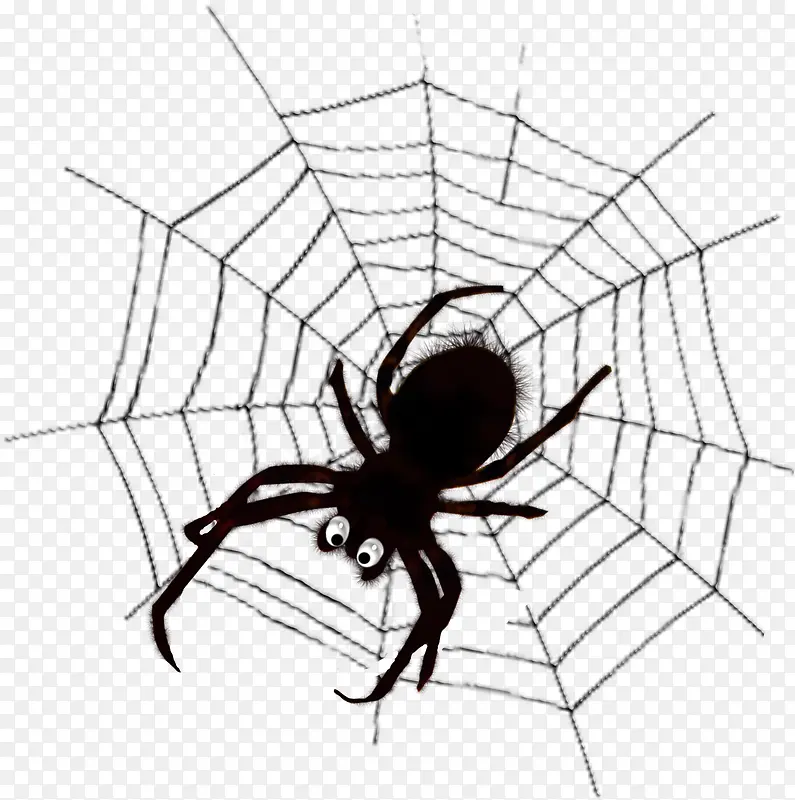 蜘蛛蜘蛛网图片 