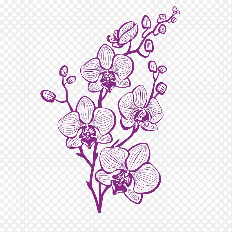 手绘紫色兰花矢量图