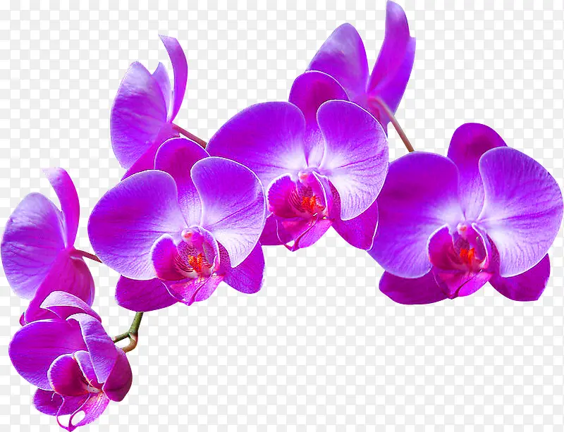 紫色兰花装饰图案
