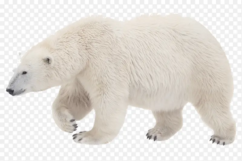 高清白色皮毛动物白熊