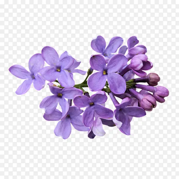紫蓝色的花