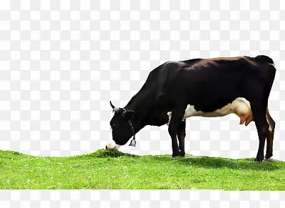 正在吃草的牛