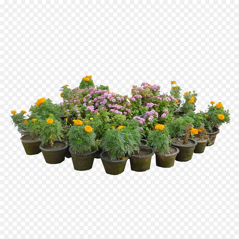 绿色植物PNG图片素材下载_图片编号ypaekgnn-免抠素材网