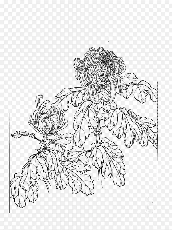 菊花