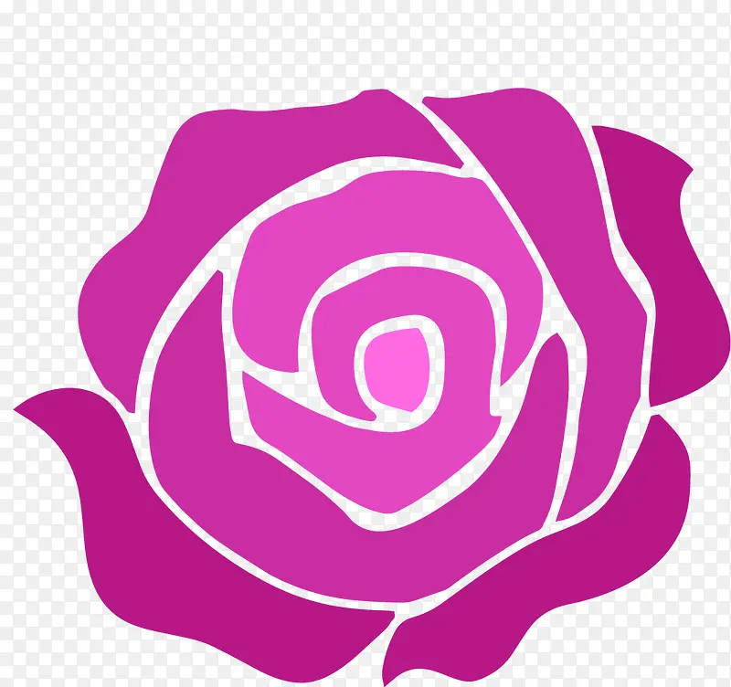 紫红色玫瑰