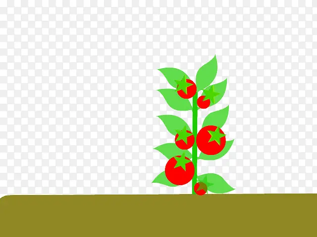 土壤番茄树