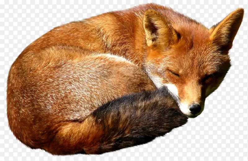 睡觉的黄色狐狸