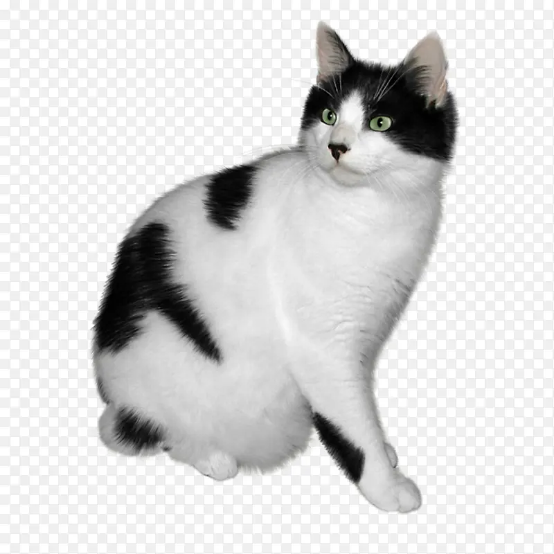 黑白颜色猫png素材
