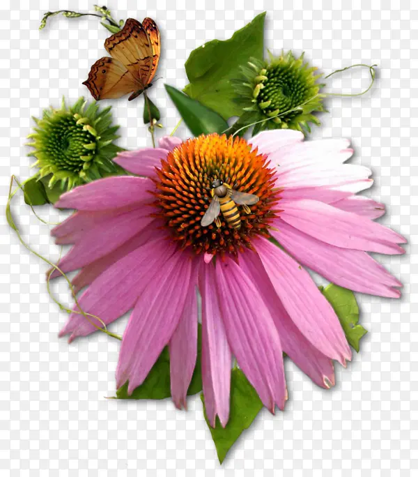 鲜花与采蜜的蜜蜂