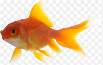 高清黄红色精美金鱼