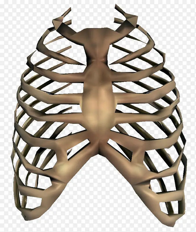 人类肋骨
