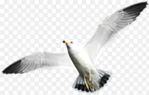 白色海鸥飞翔沙滩
