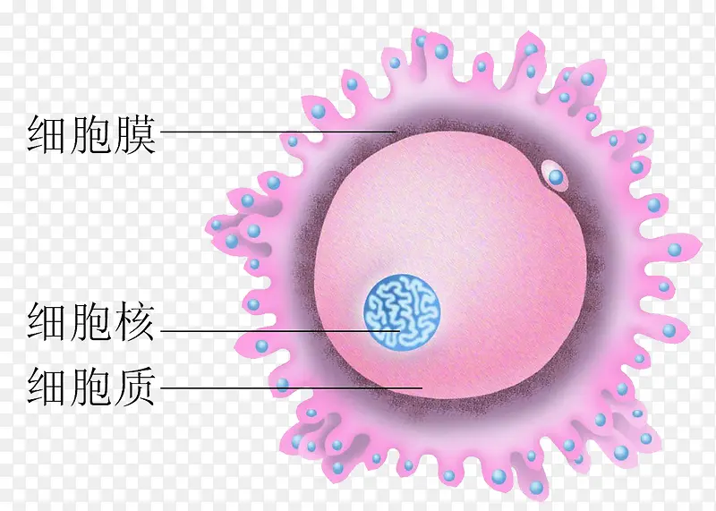 可爱粉色医学细胞结构图