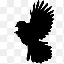 puffedbird鸟的轮廓