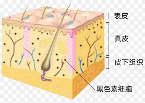 皮肤细胞