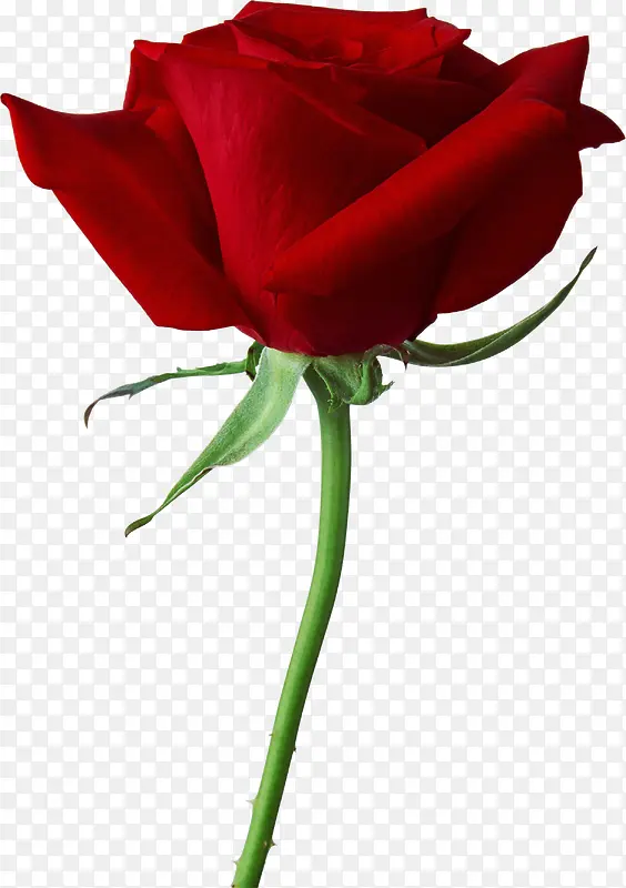 鲜花元素花束 红玫瑰
