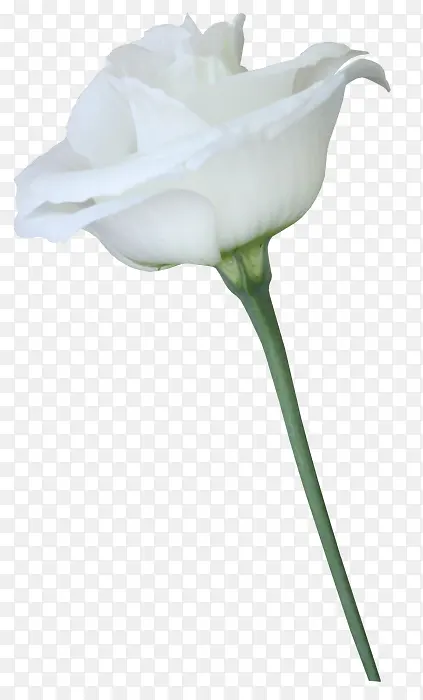 一朵白色玫瑰花植物素材