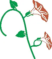 红色牵牛花