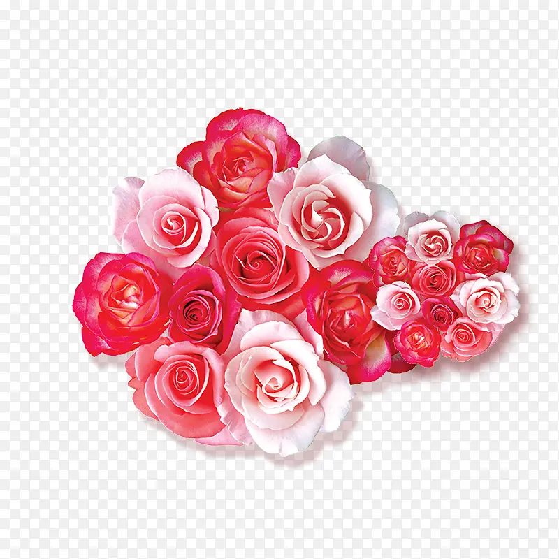 高清粉白色玫瑰花