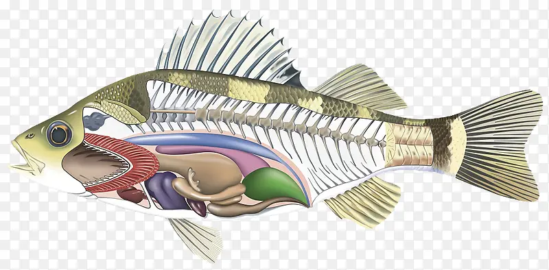 鱼类器官结构
