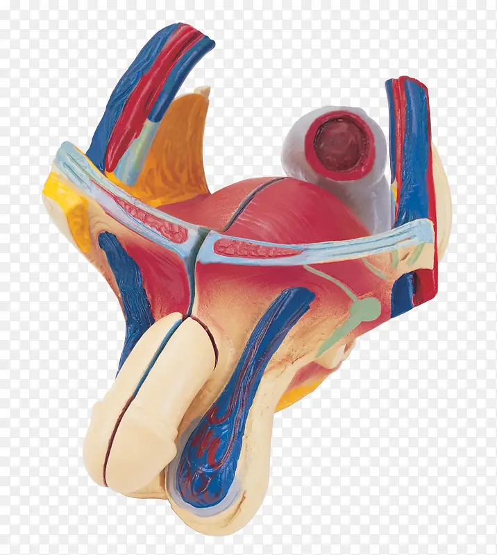人体器官模型
