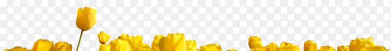 黄色花朵底部装饰