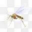 感染载体感染昆虫卡玛尔疟疾蚊子