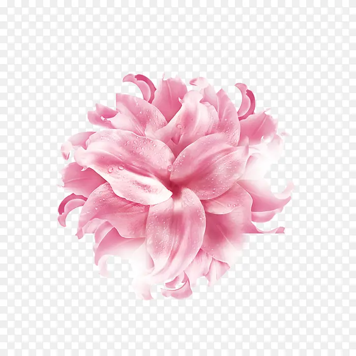 粉红色好看的花朵效果图