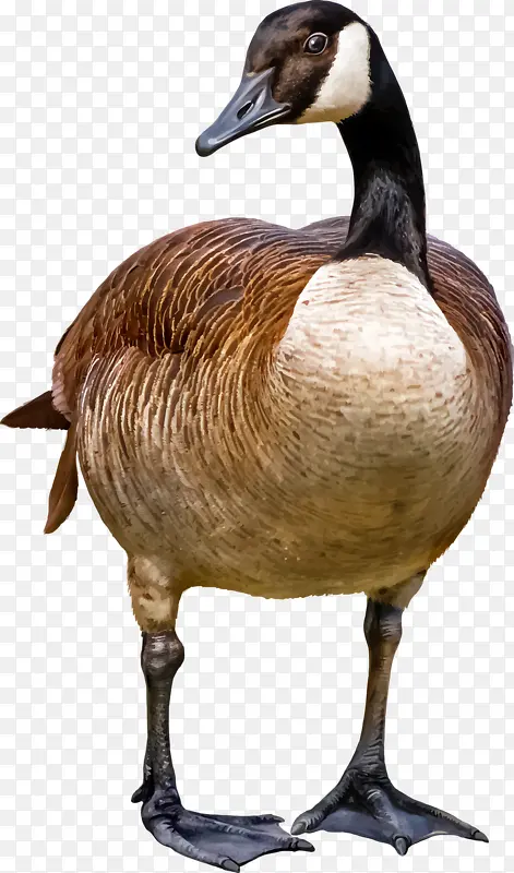 动物鸭子