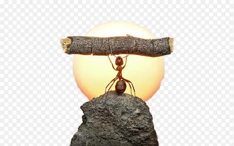 阳光下的蚂蚁