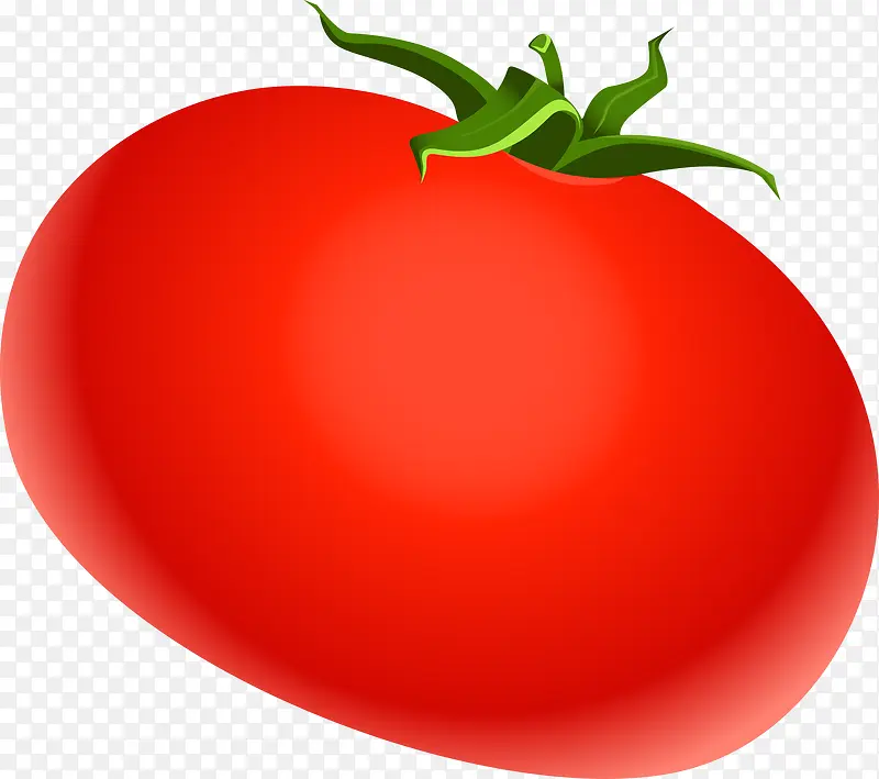 红色西红柿番茄矢量图